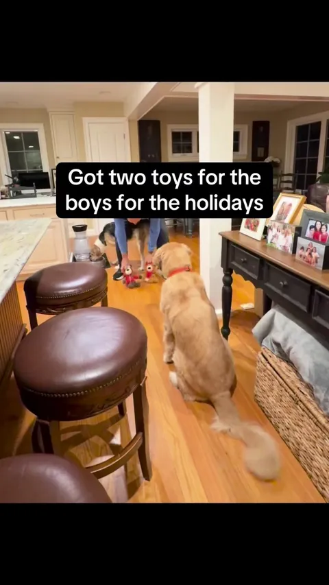 Hunter the Search Dog, stealing his brothers new toy with no regrets.