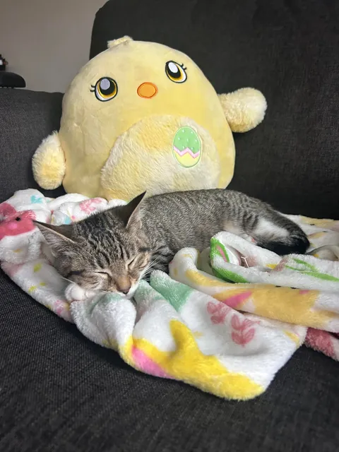 Why do girl cats get a bad rap?