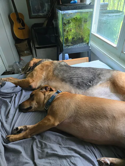 I've only has her for a year but I love this old girl so much! Her name is Gemma and she's about to be 11.