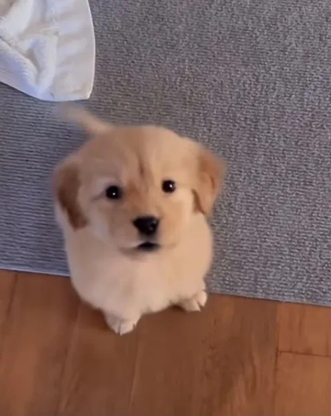 Simply irresistible 🥰