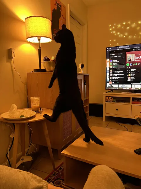 oh nah what is this cat doing!