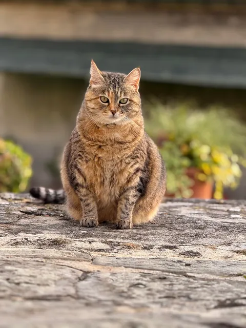 Meet Gina, my 11 year old cat 😇🥰