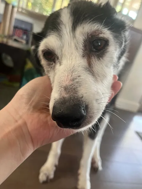 Watch my 20 yo dog slowly turn frosty faced.