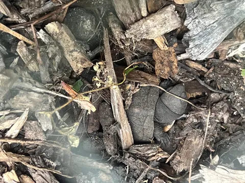 Final update. All 5 box turtle eggs in the zinnia garden hatched!