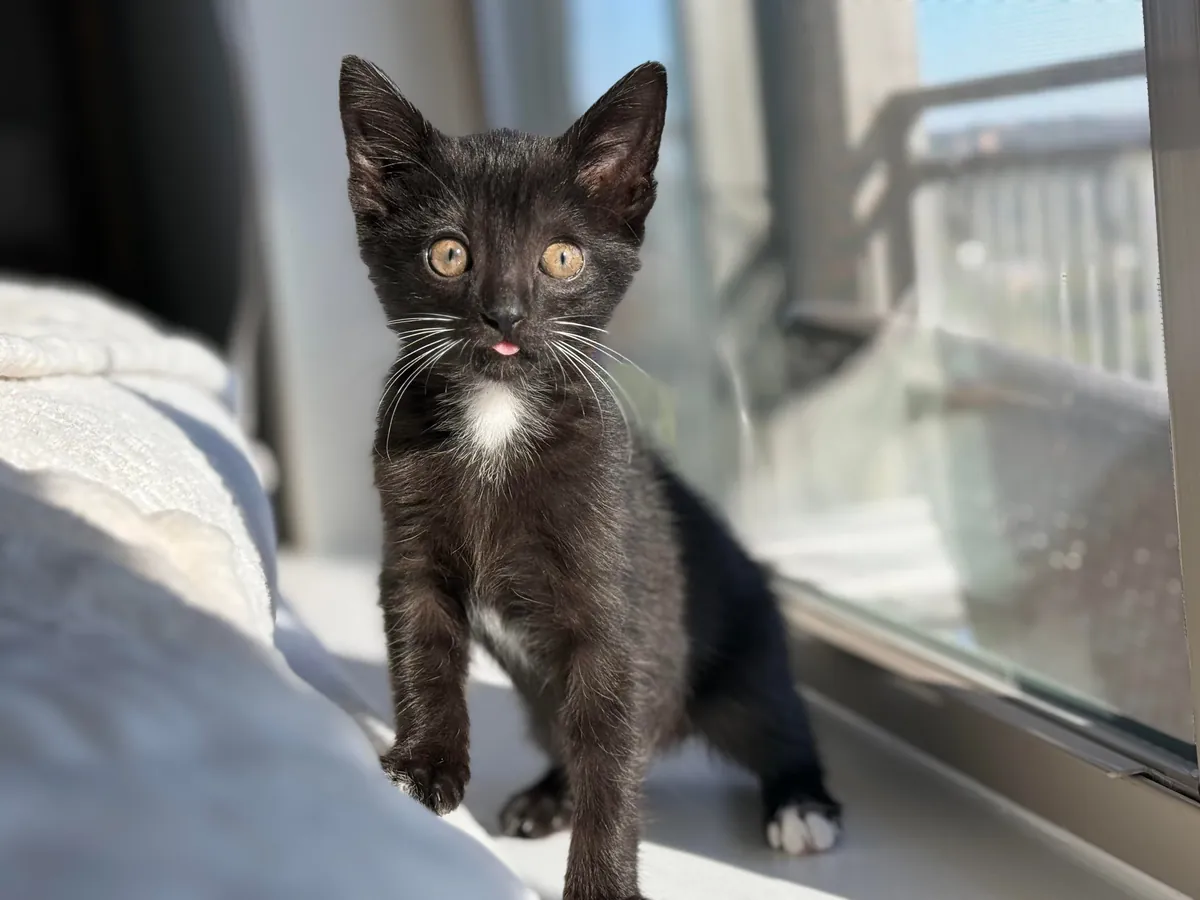 Michael was found in a truck engine and was lured out with tuna