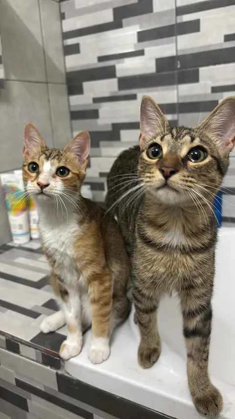 From the streets of Tunisia to the Alps, these two little rescued siblings finally found peace