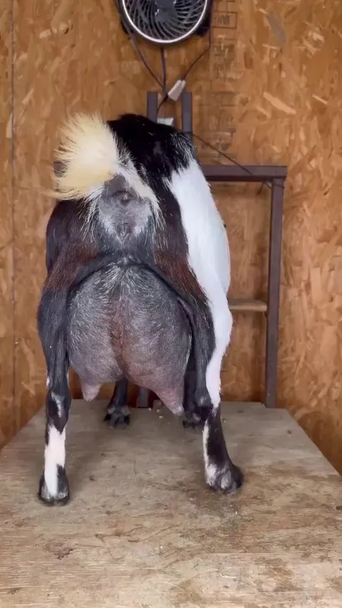 The visible difference when goats are milked.