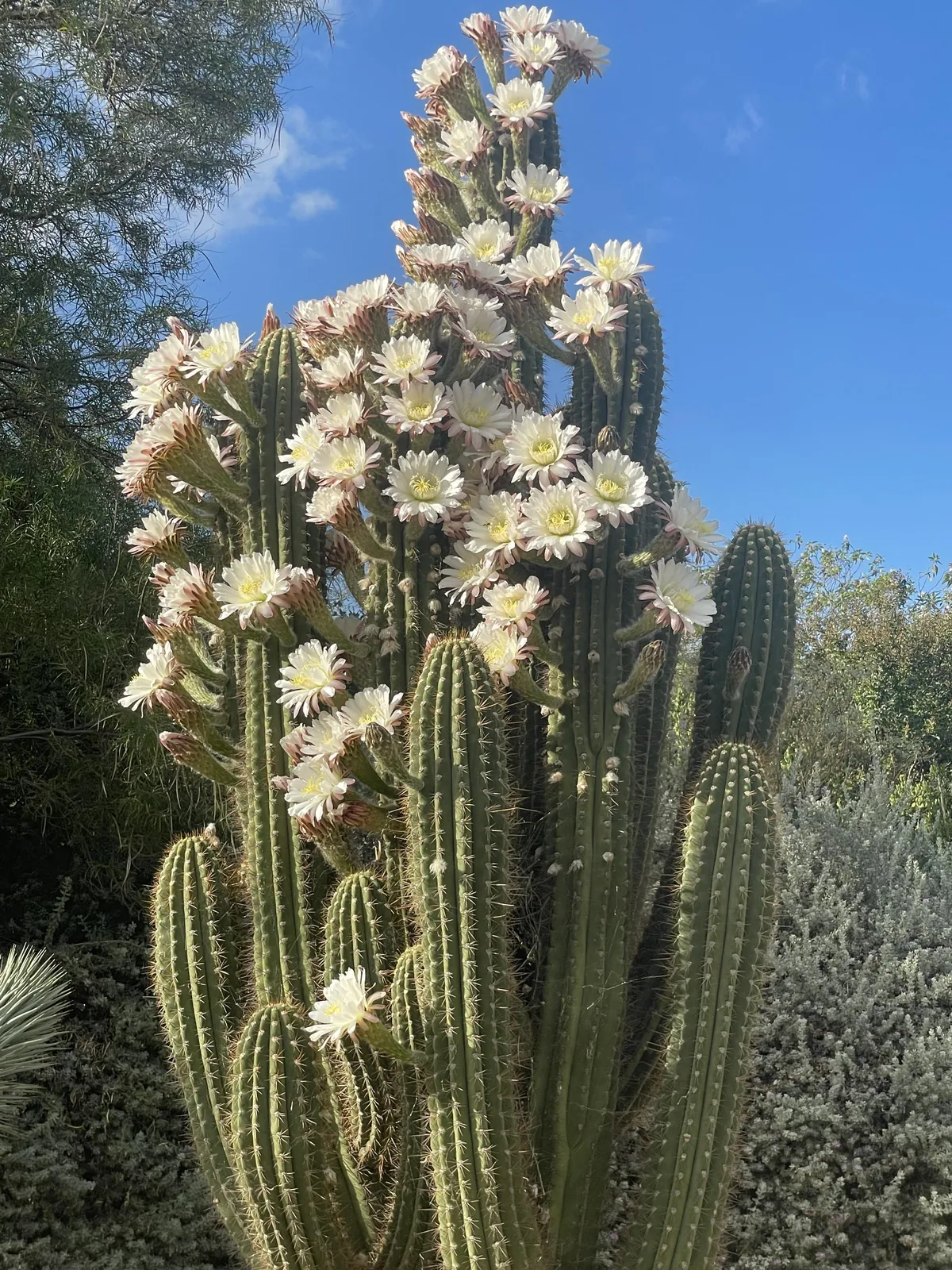 🔥 this cactus I saw blooming
