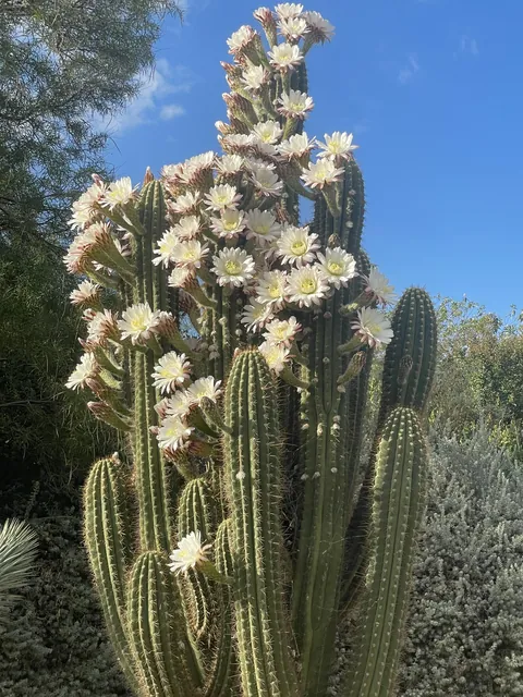 🔥 this cactus I saw blooming