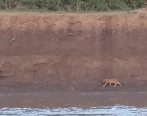 Young lion runs the crocodile gauntlet