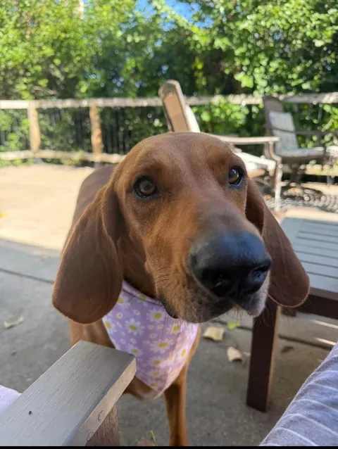 Boop the Bambi 👆🏻