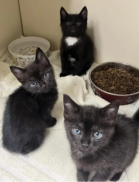 Rescued three brothers from animal control