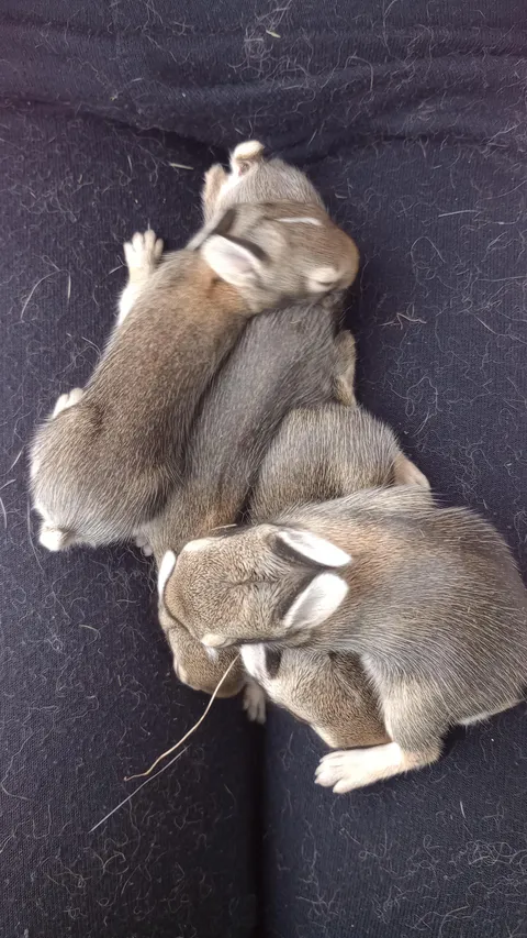 My dog found a fluffle