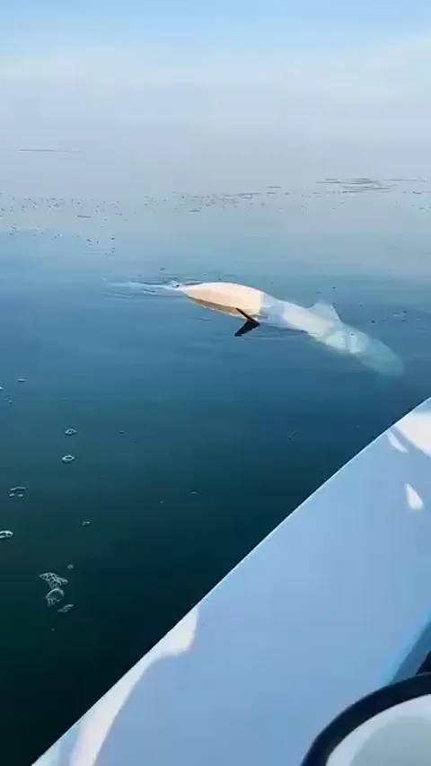 Have you ever seen a shark during an involuntary state of tonic immobility?