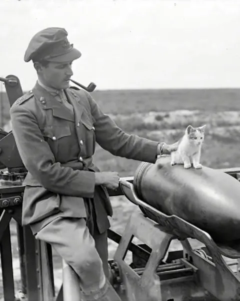 In WWI, around 500,000 cats served in trenches and on ships—controlling rats, boosting morale, and even acting as early gas detectors. They brought comfort to soldiers in the chaos of war. (Some pics are from WWII)