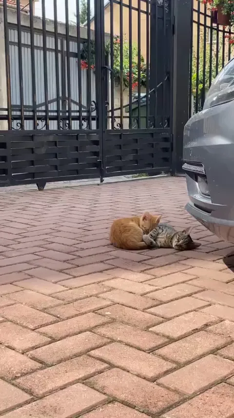 Two kittens cuddling