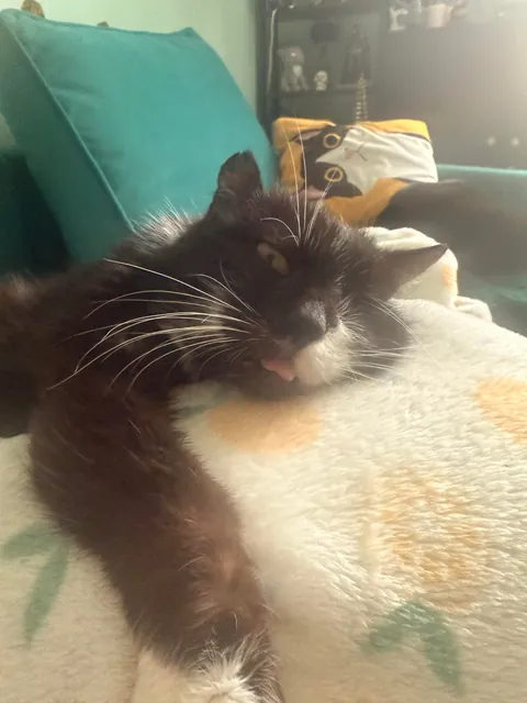 My perfect foster Dziadek passed away. He was so full of life despite the years as a neglected stray.