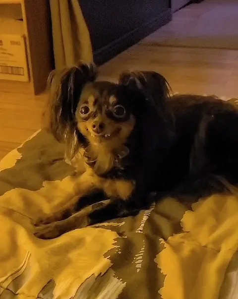 I had no idea this sub existed, but I'm so glad someone let me know about it because this photo of Sophie fits here perfectly. 🐶