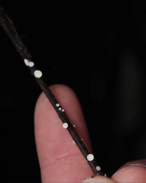 New Zealand photographer takes stunning photos of tiny mushrooms