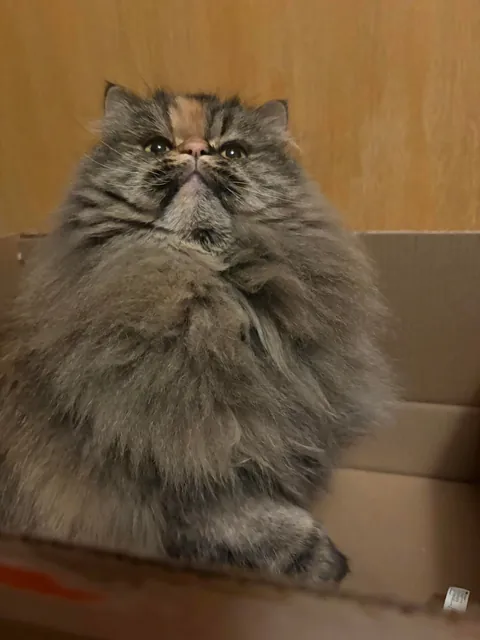 My amazon essentials cat finally arrived!!