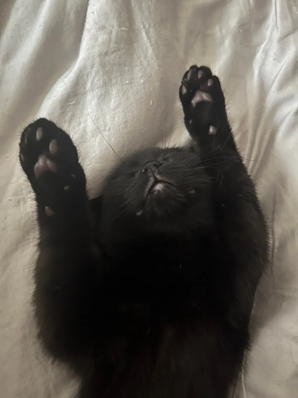 Happy National Black Cat Day to all of your babies 💕