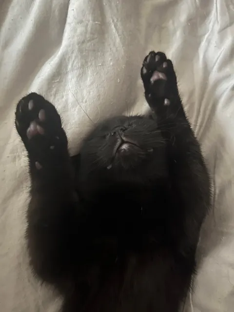 Happy National Black Cat Day to all of your babies 💕