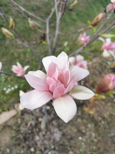 Magnolias in my Serbian garden