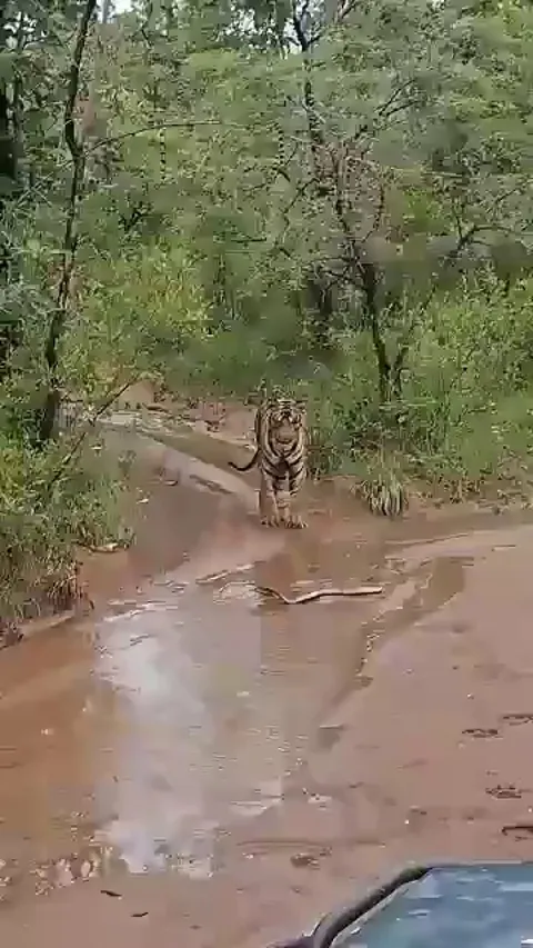 🔥 A tiger backing away from a cobra