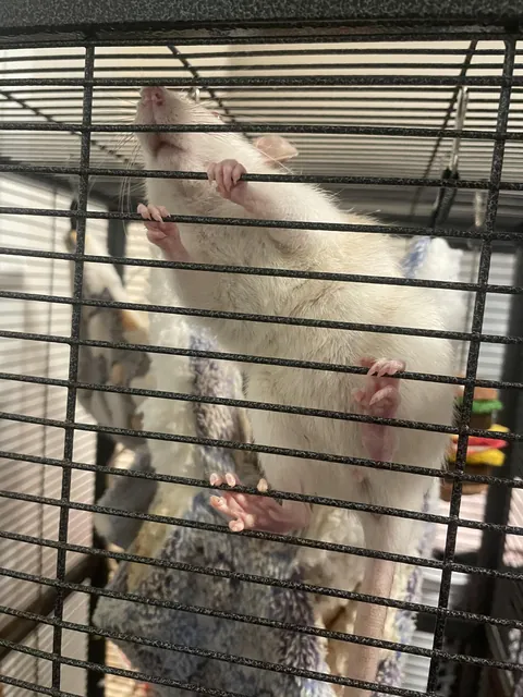 My rat ate her dead cage mate, when I move around her cage, she climbs up to try and be close to me but I’m scared to touch her after what she did