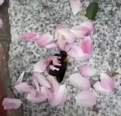 The original post says: "A bee playing in soft fresh rose petals 🏵️🐝". Is this even possible? Is this A.I?