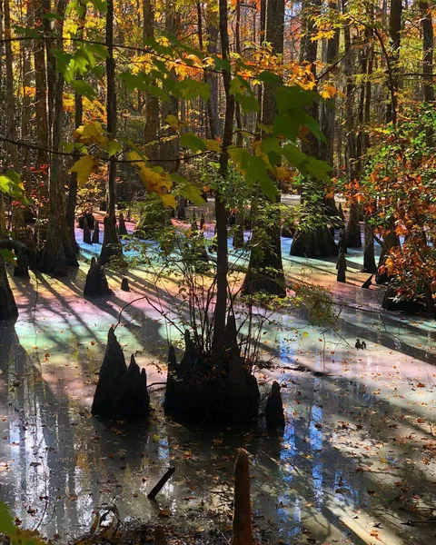 Me and my girlfriend were walking in the woods the other week and saw a rainbow pool for the first time
