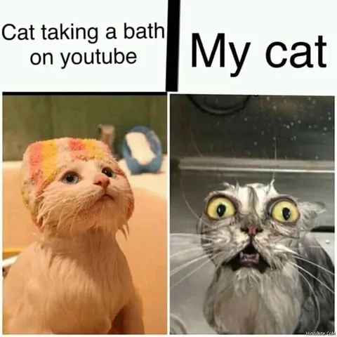 cat+bath=