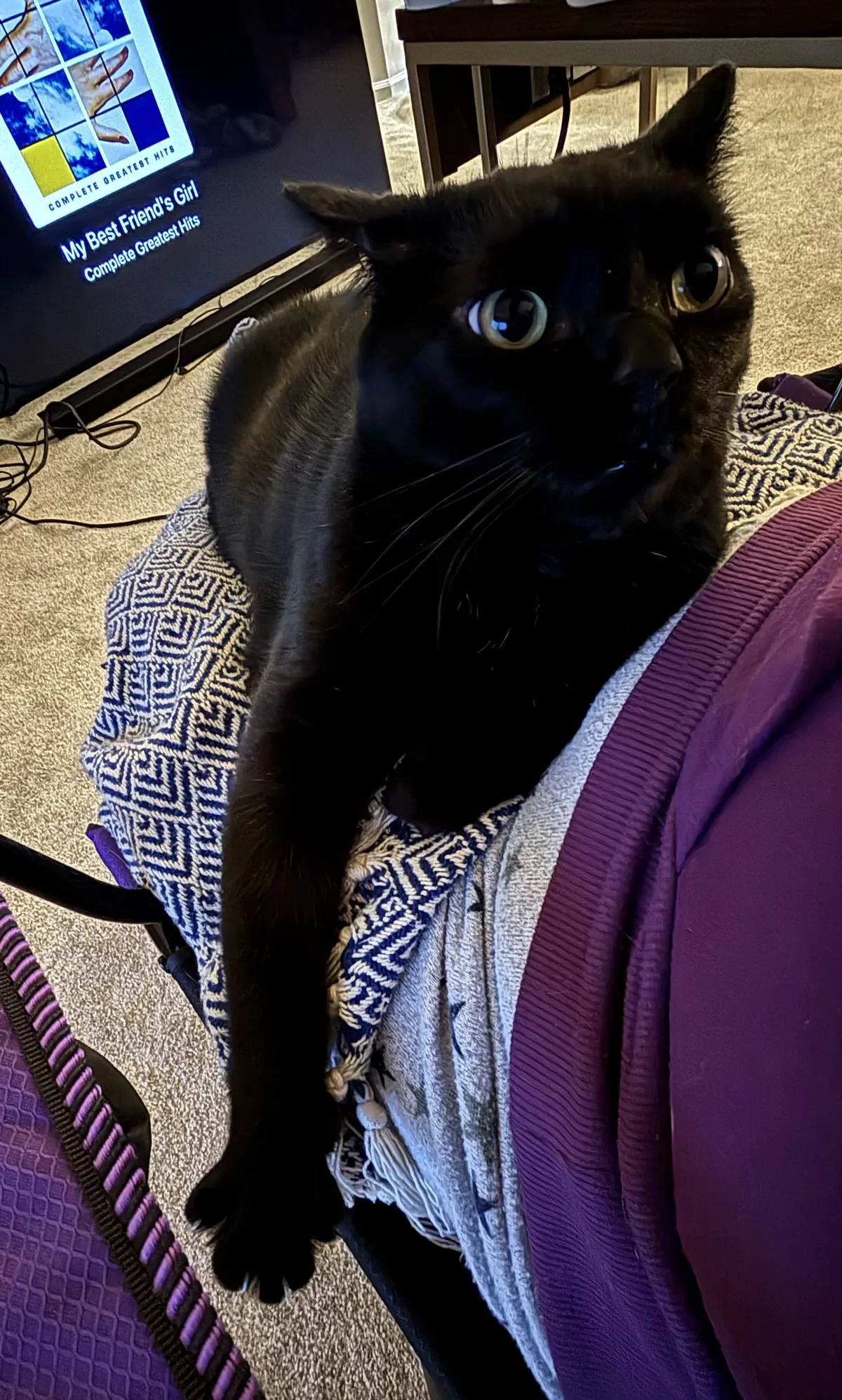 Walter settling in for a cuddle on our 2nd night in the new place