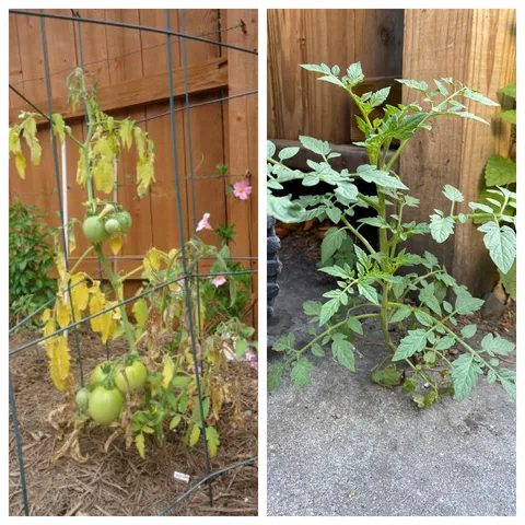 The tomato plant I care and tend to vs. this tomato plant growing out of the crack behind my restaurant
