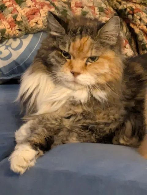 Tribute to Buster - we adopted her as a kitten 17 years ago and had to say goodbye today. She loved naan and croissants and stickers and her mortal enemy was the Xbox disc tray. She was always our babycat.