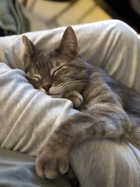 My 11 year old cat, Khalifa ❤️