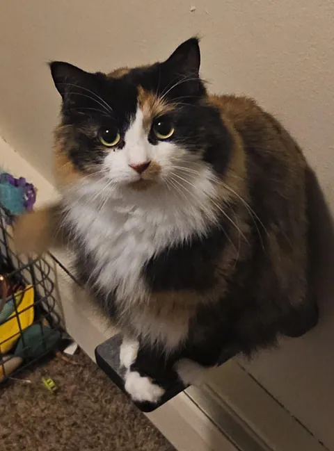 I installed stairs and a window perch..... Bug did not understand the concept.