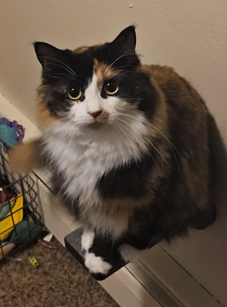 I installed stairs and a window perch..... Bug did not understand the concept.