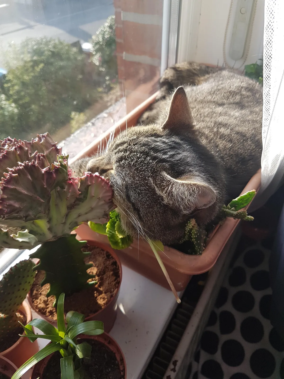 Oh! What a lovely little garden! Be a shame if someone were to...*crush them all*