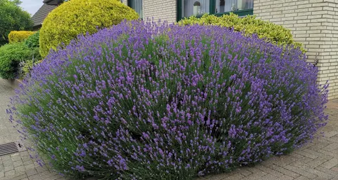 Saw the biggest lavender bush ever the other day
