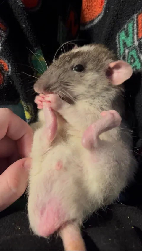 he’s disgustingly cute