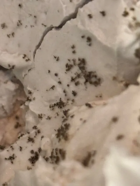 I just opened a tub of used patching plaster and it looks like it has... eggs? What am I looking at?