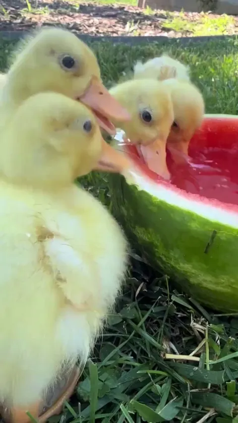 Ducklings love watermelon