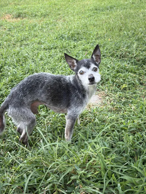 Buster 🐾 almost 20!