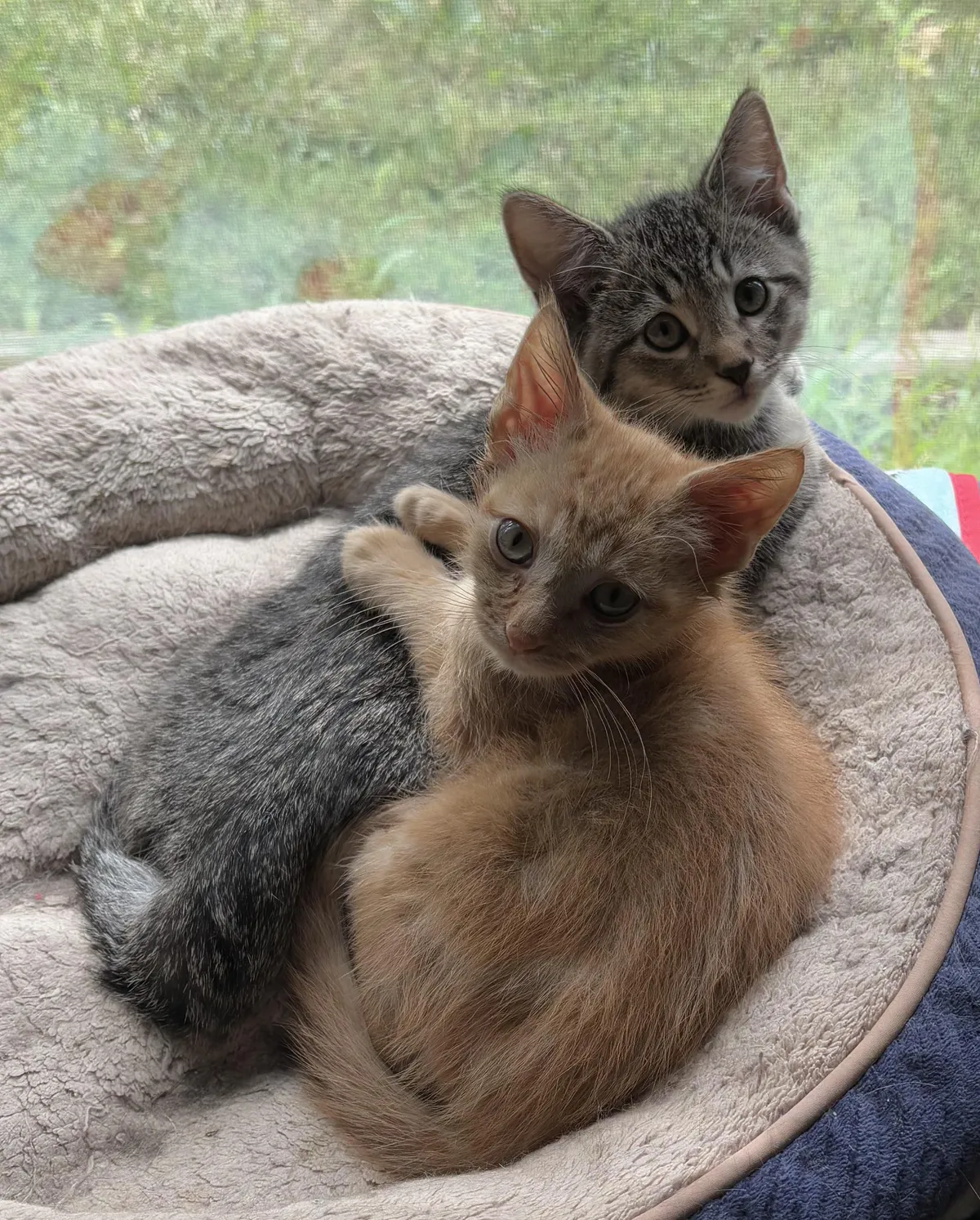 Our 2 humane shelter kittens have become a bonded pair