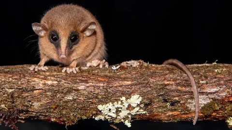 NEW SPECIES OF MARSUPIAL DISCOVERED IN ‘CLOUD FOREST’ OF PERU