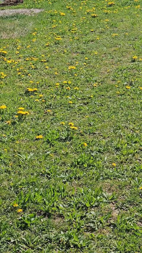 They could never make me hate you, dandelions