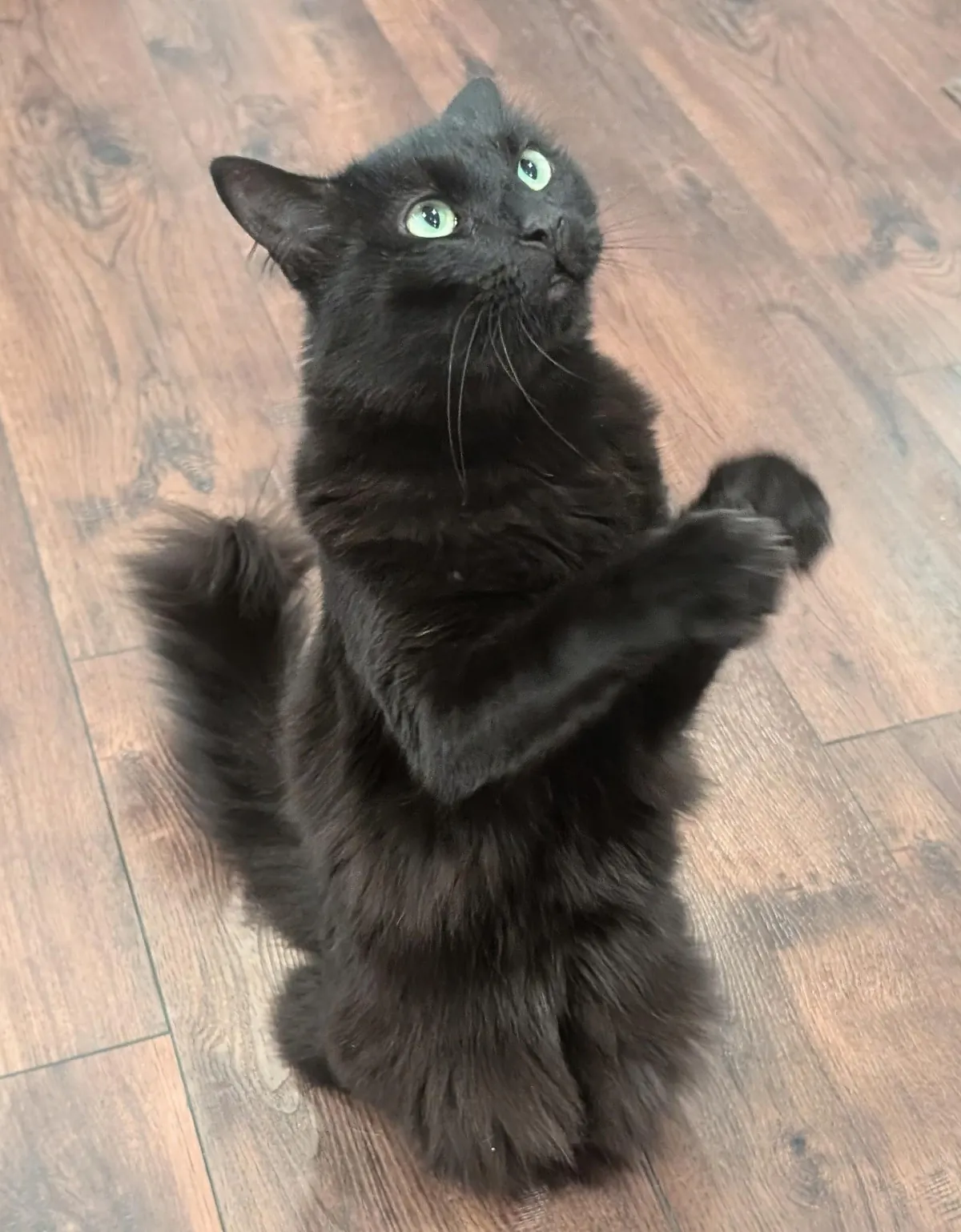 My void stands up and paws at the air and I have no idea what he wants