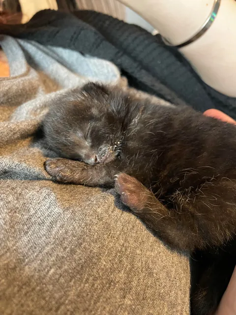 Mortimer The Frostbitten Kitten