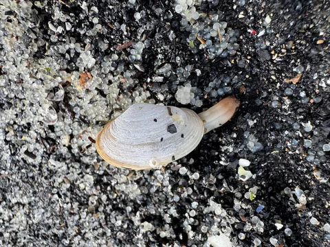 Herring eggs piled so thick it suffocates other marine life